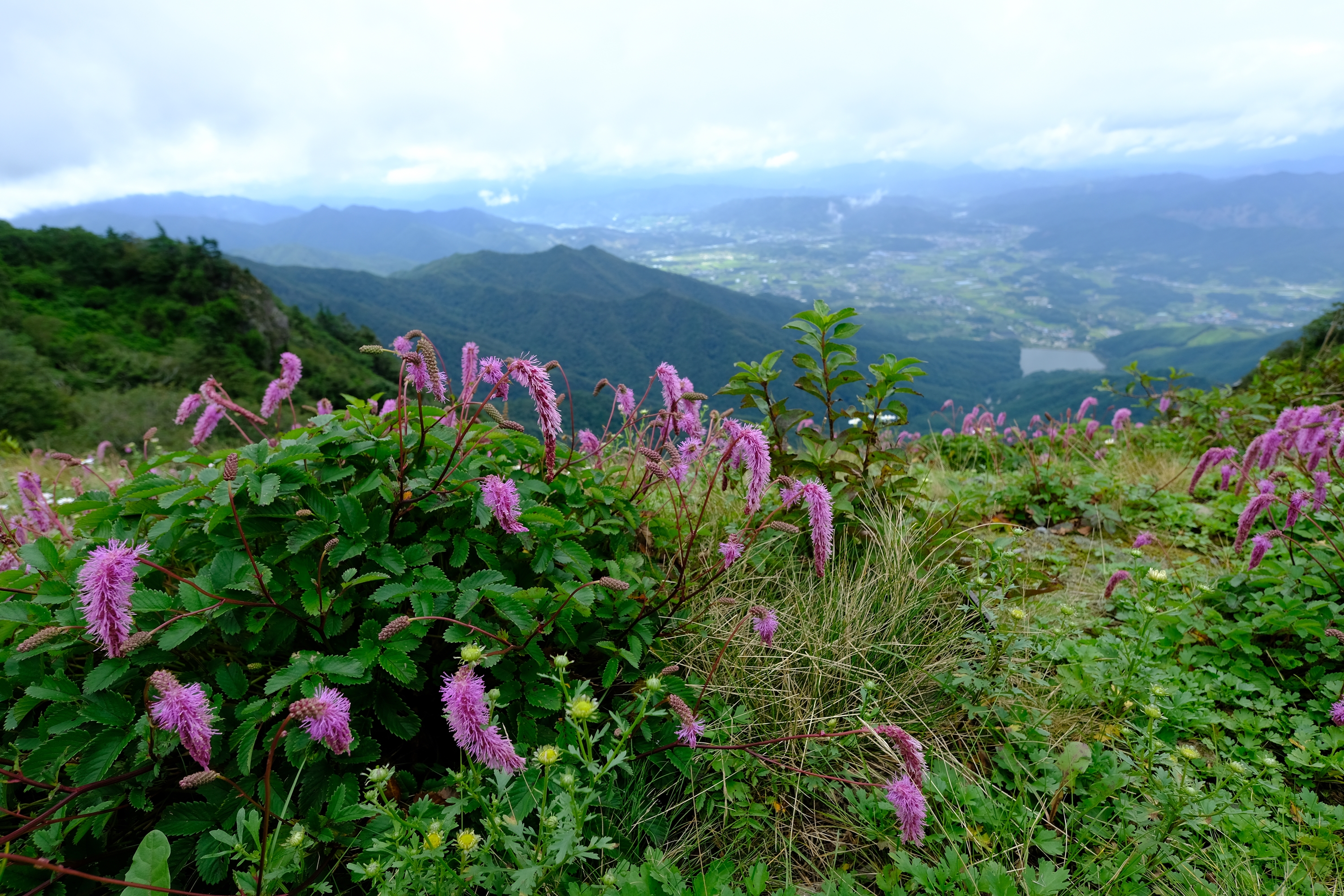 산오이풀.JPG