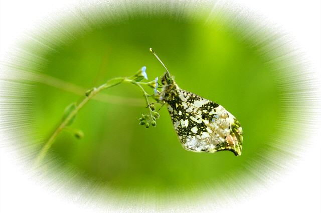 꾸미기_2010-04-30 005.jpg