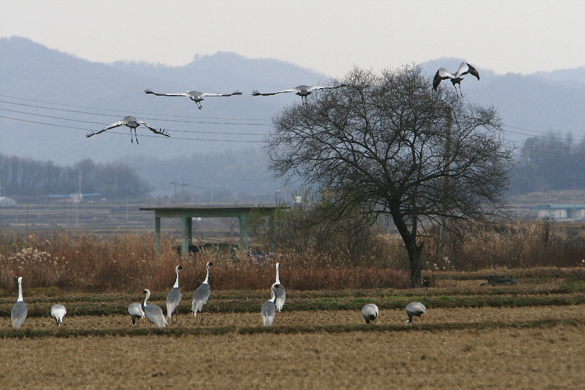 철원 202.jpg