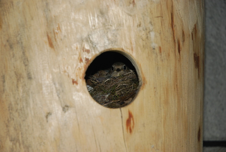 dsc_0070_kskfem.jpg
