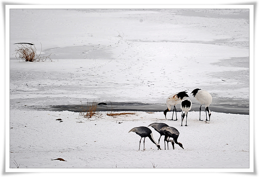 DSC_2504-1.jpg