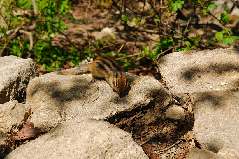 DSC_2075-1.jpg