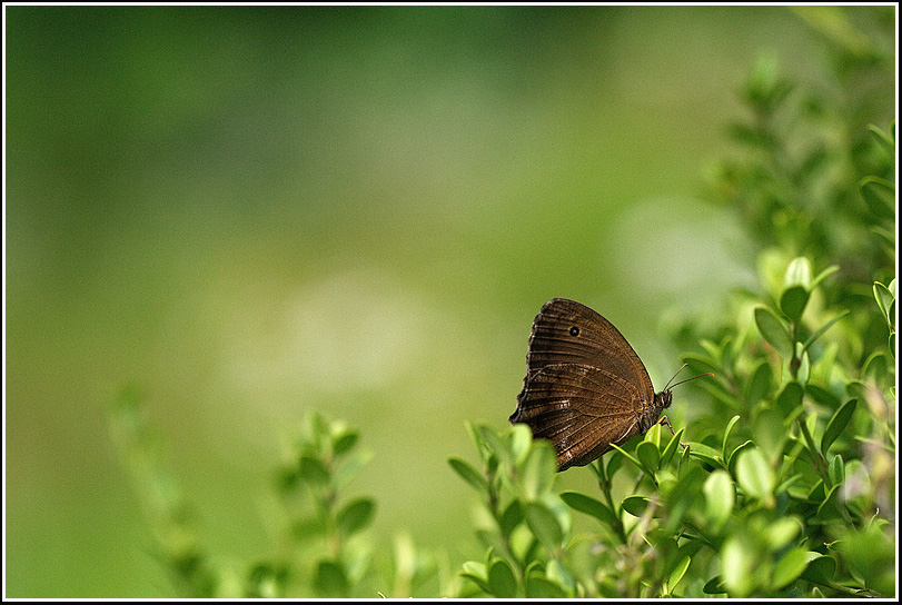 C_4-굴뚝나비0831.jpg