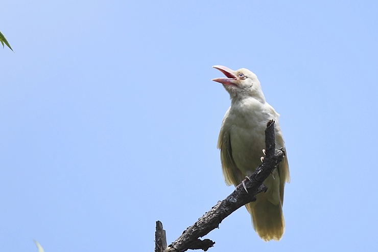 흰까마귀2012_072700144-1-2.jpg