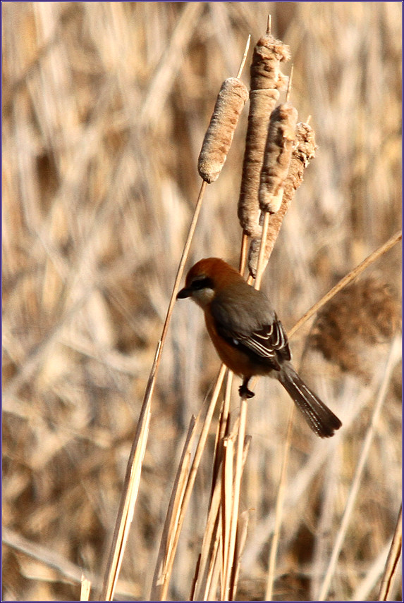 꾸미기_2011-01-11 271.jpg