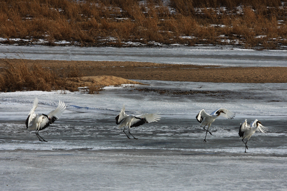 IMG_9145-1.jpg