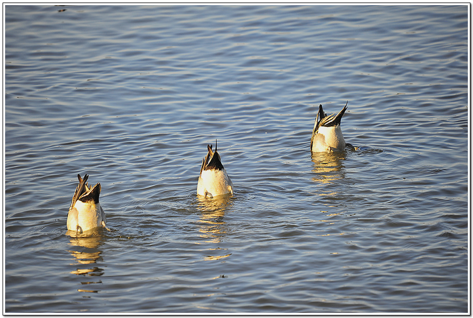 오리...DSC_0434_0054.jpg
