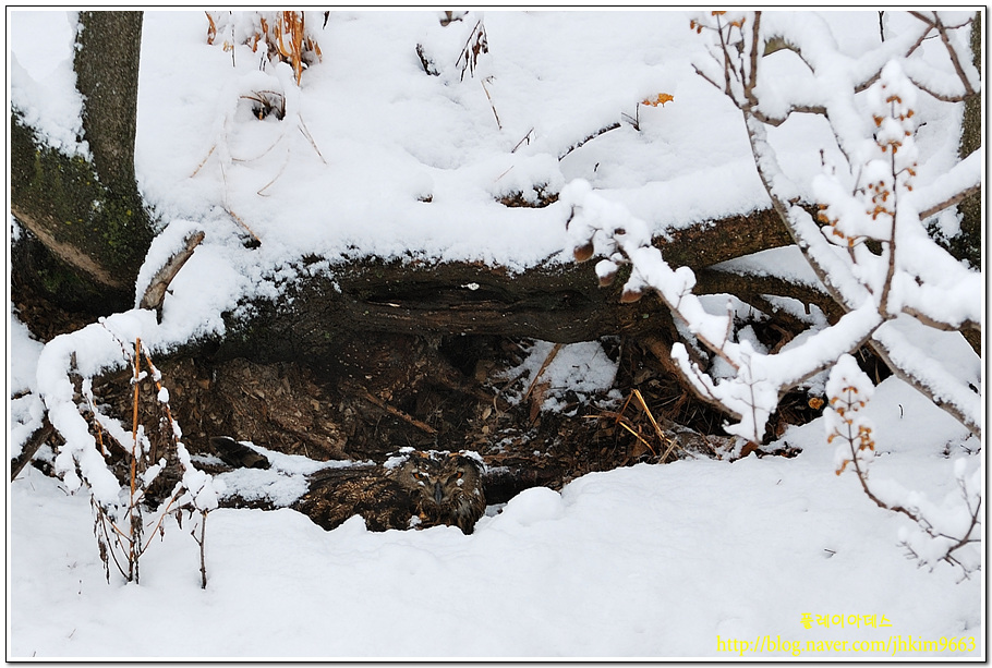 DSC_0698a.jpg