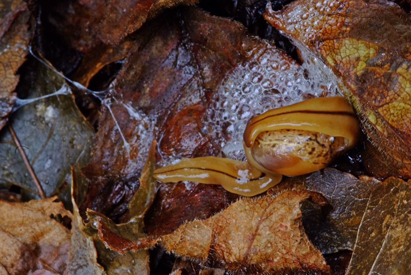 DSCF0283-2.jpg