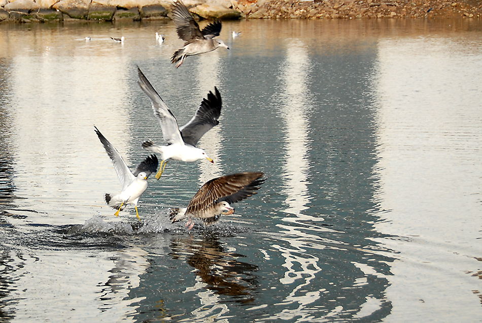 DSC_0168.jpg