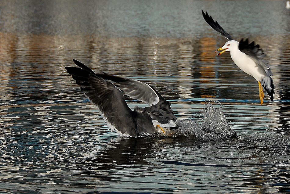 DSC_0191.jpg
