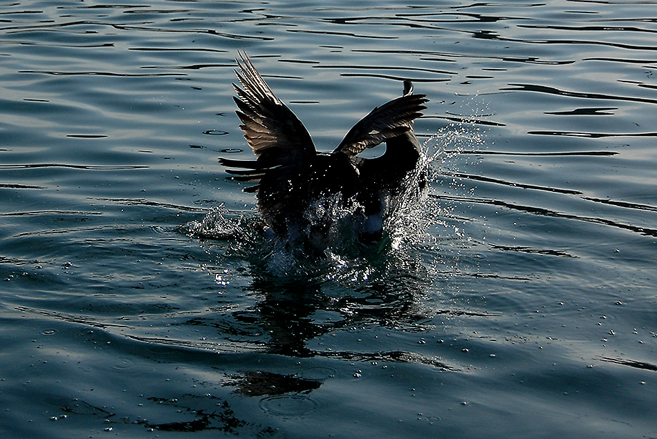DSC_0059.jpg