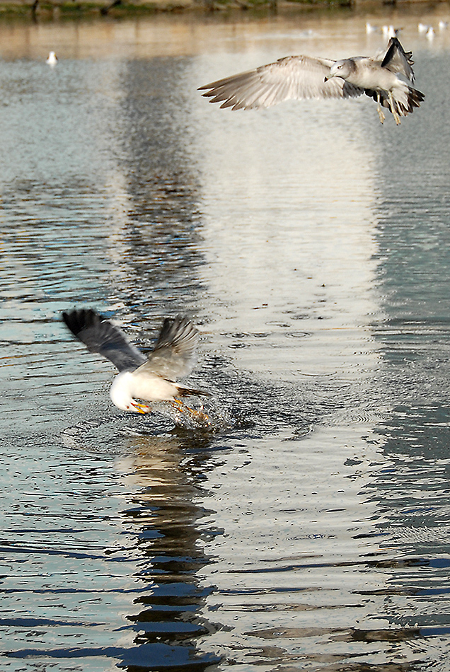 DSC_0175.jpg