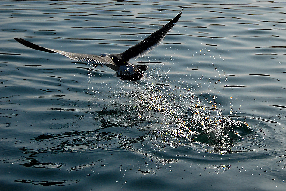 DSC_0075.jpg