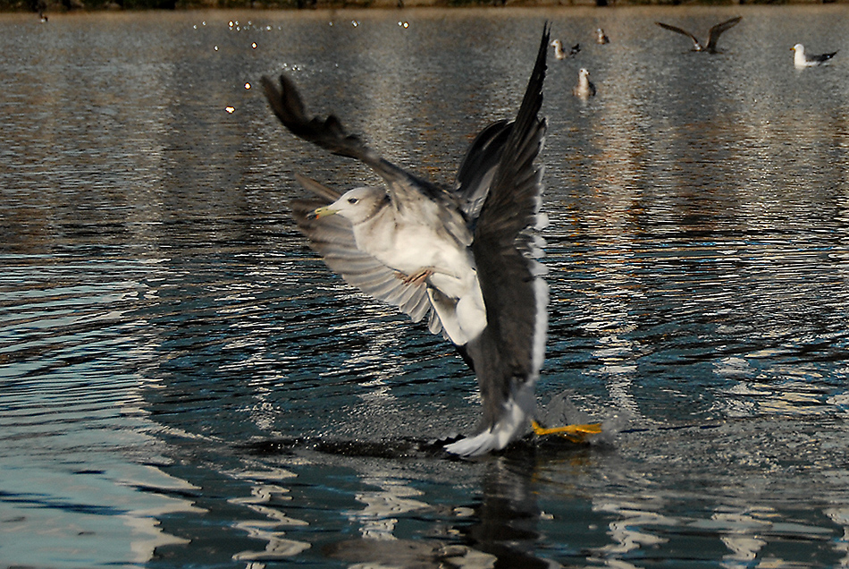 DSC_0201.jpg