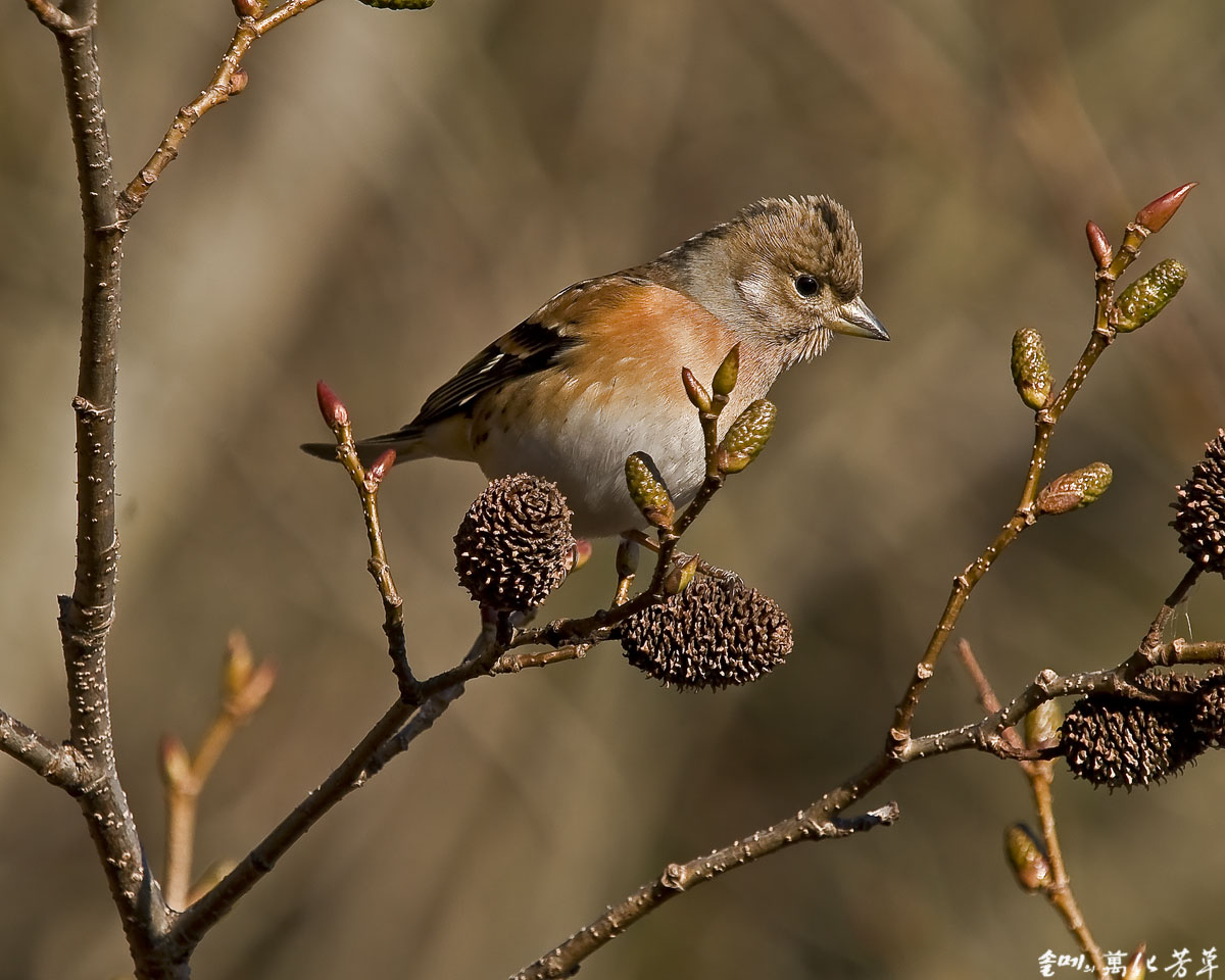 DSC_8955.jpg