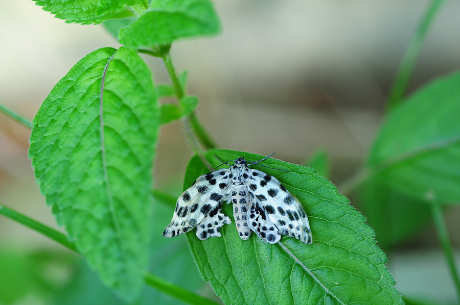 DSC_2665.jpg