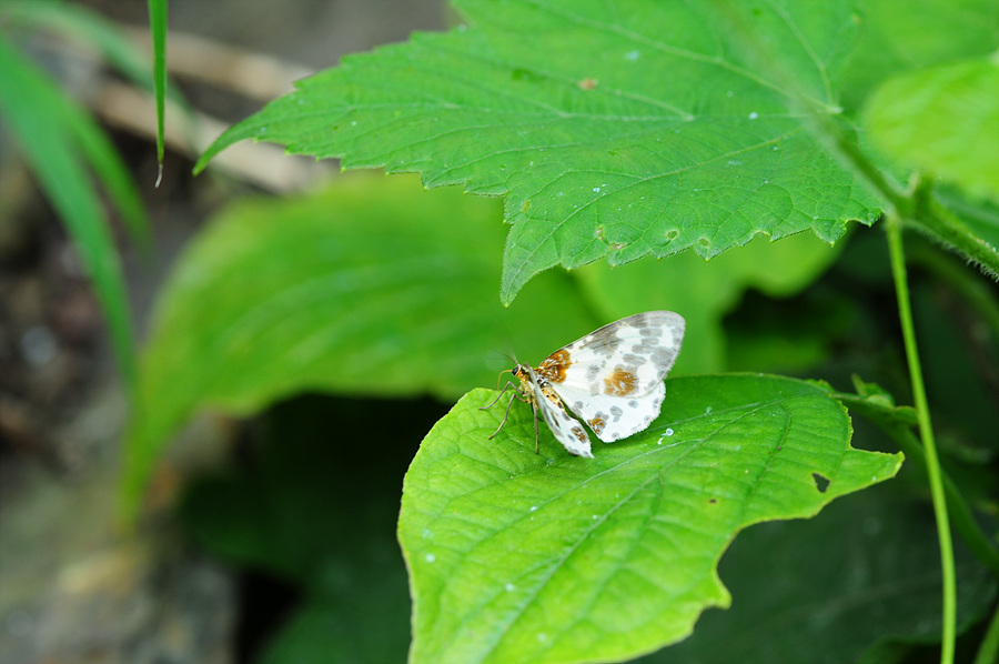 DSC_2691.jpg