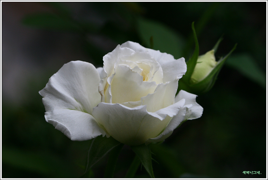 IMG_3970w.JPG