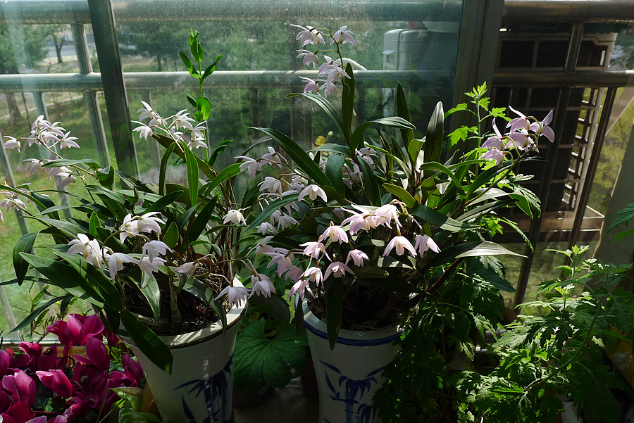 20130421-L1060124.jpg