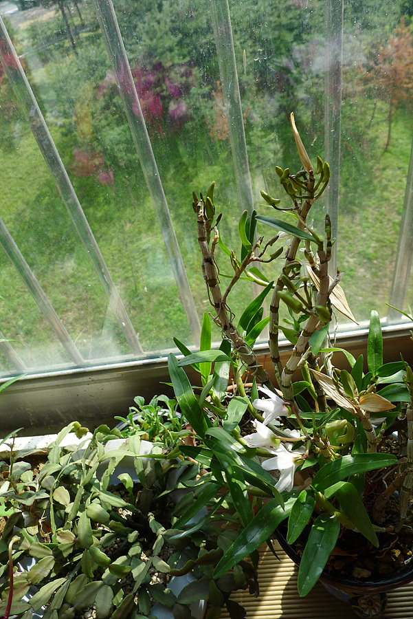 20130421-L1060136.jpg