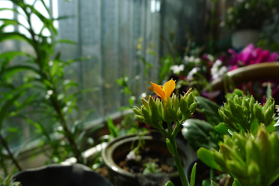 20130421-L1060155.jpg
