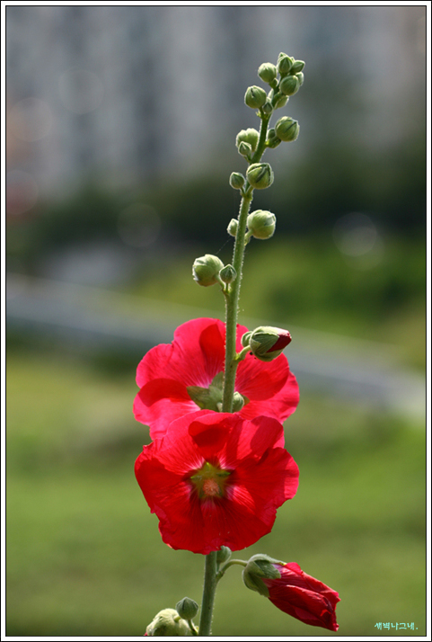 IMG_9925w.JPG