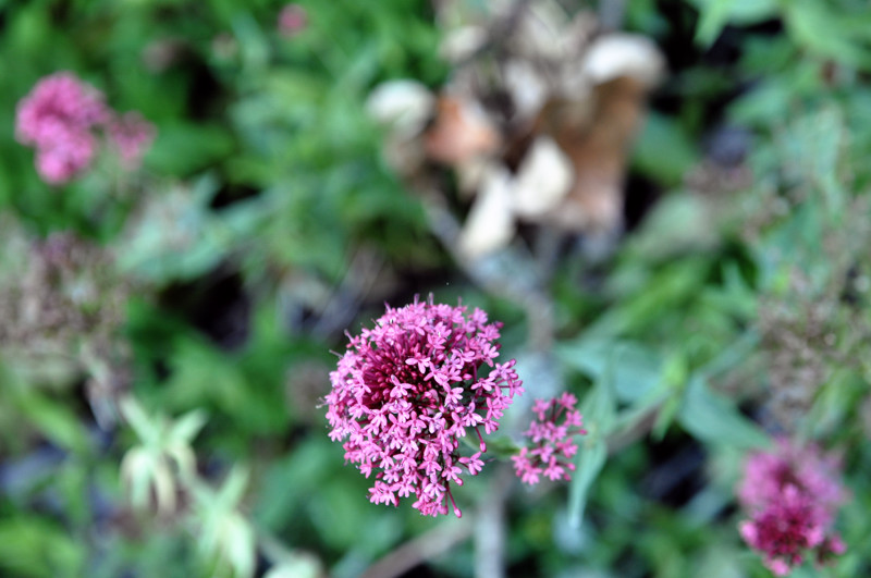 DSC_2718.JPG