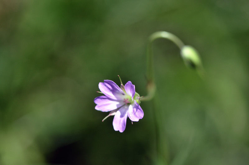 DSC_2672.JPG