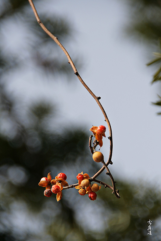 노박덩굴0137.jpg