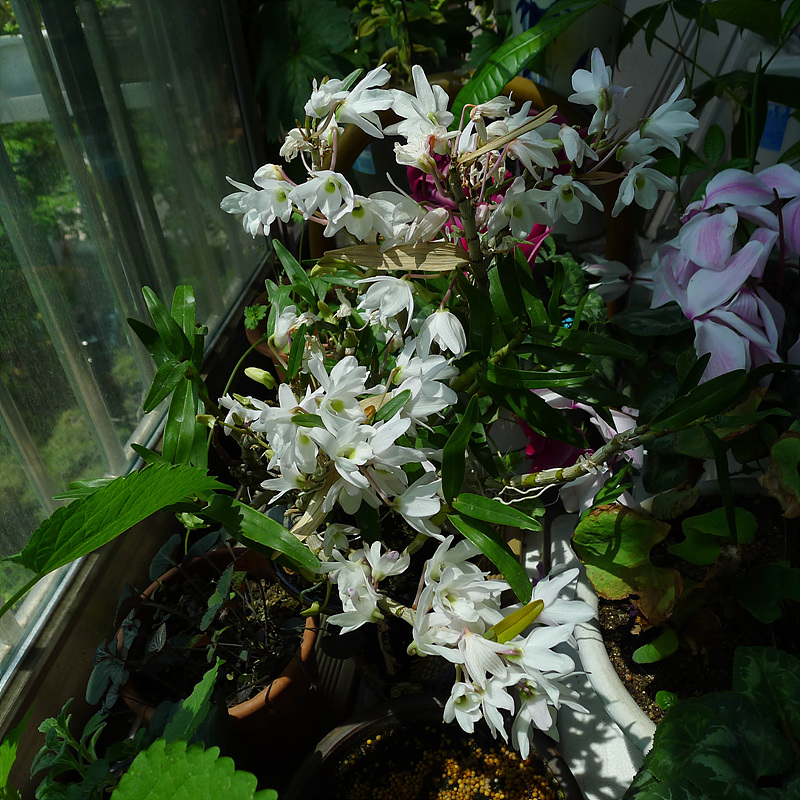 20130515-L1060978.jpg