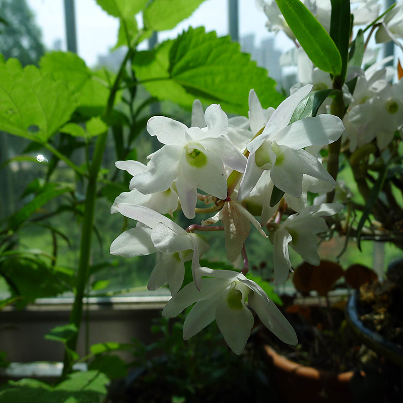 20130515-L1060974.jpg