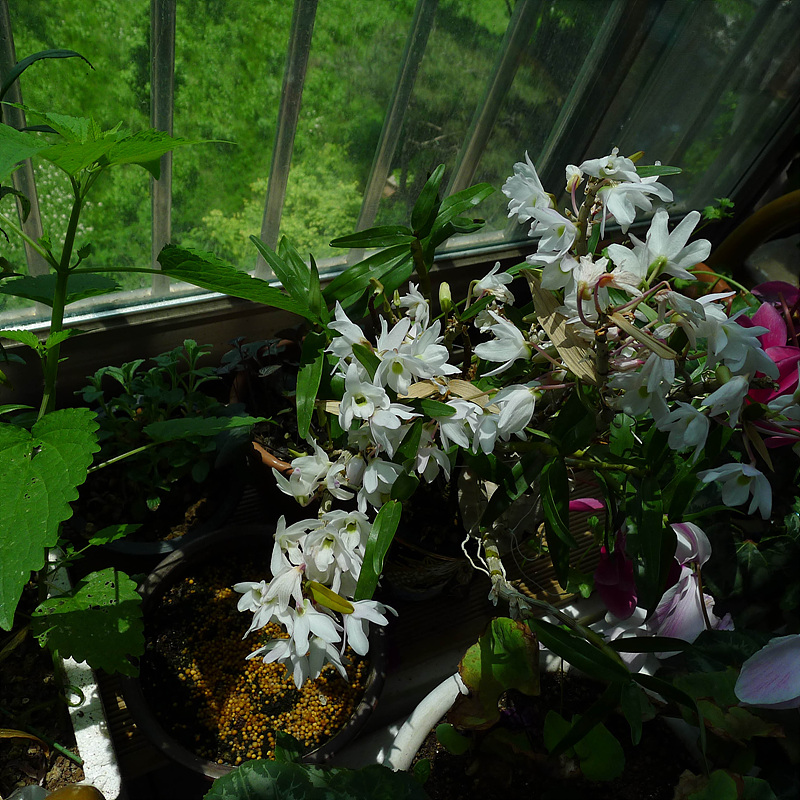 20130515-L1060972.jpg