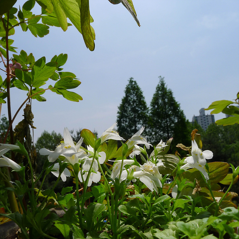 20130515-L1060986.jpg
