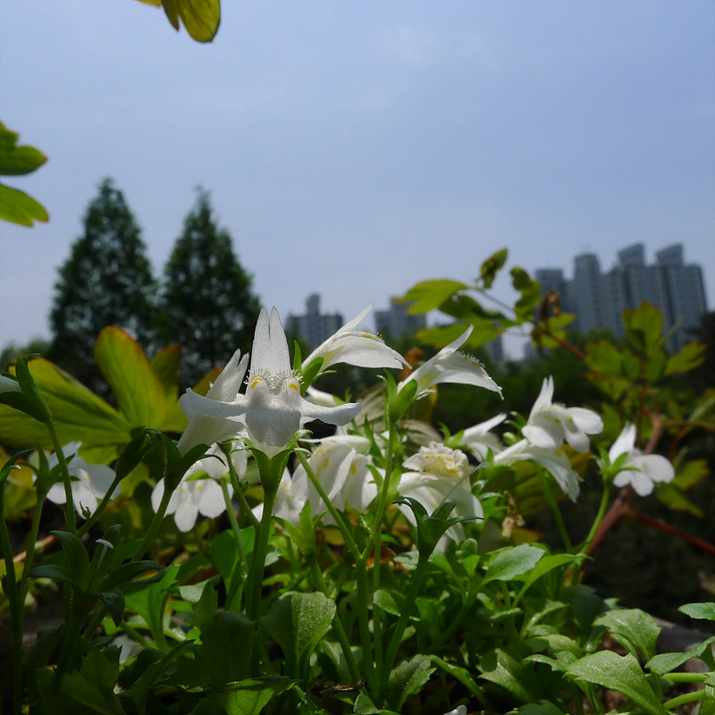 20130515-L1060983.jpg