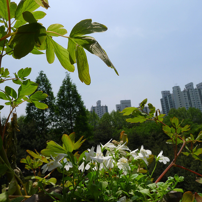20130515-L1060984.jpg
