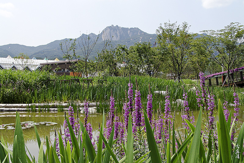 부처꽃1614.jpg