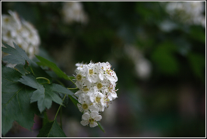 C_산사나무7974.jpg