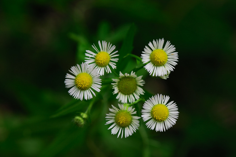 DSC_9009-1.jpg