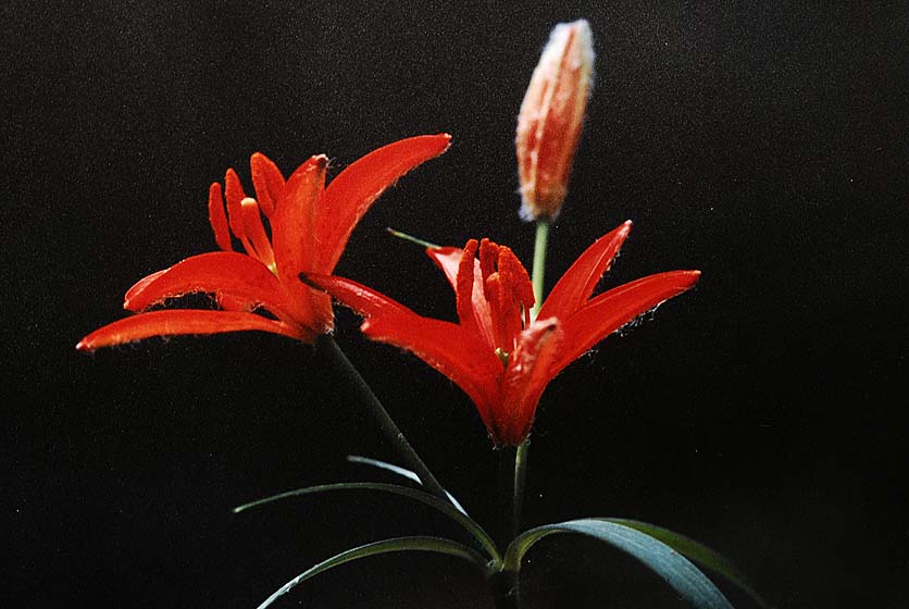 털중나리s_DSC2243.jpg