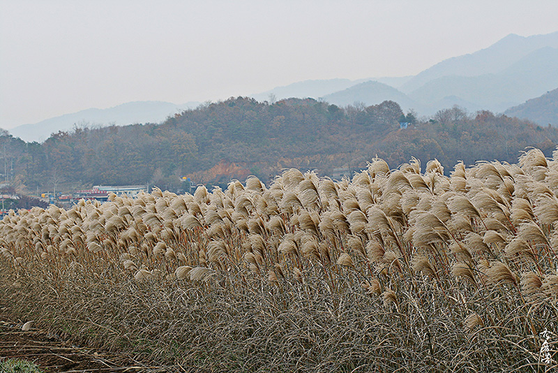 억새504.jpg