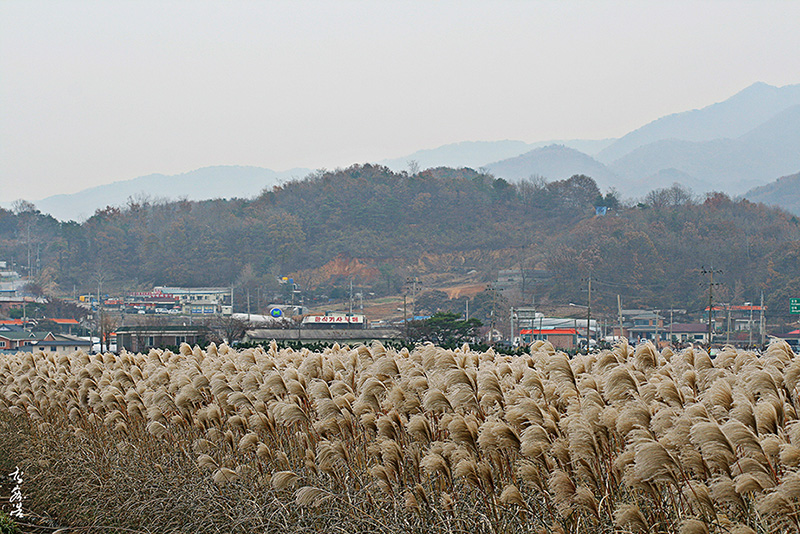 억새505.jpg