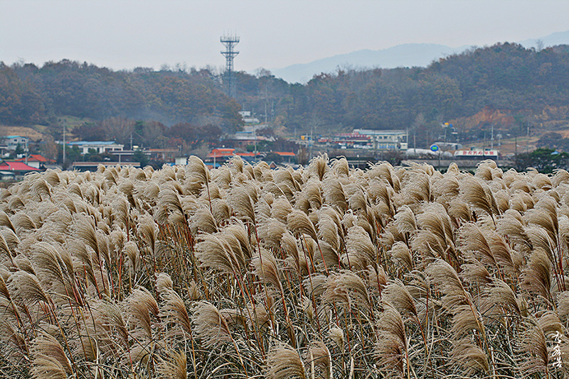 억새503.jpg