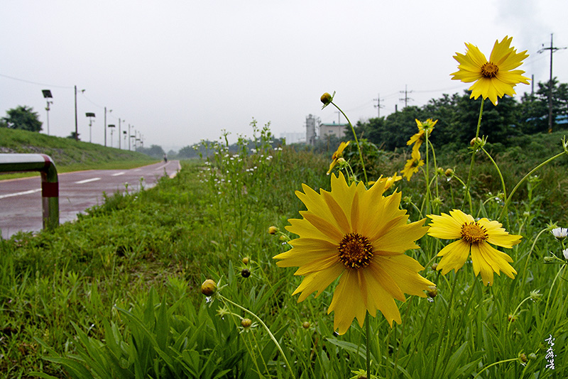 금계국1808.jpg