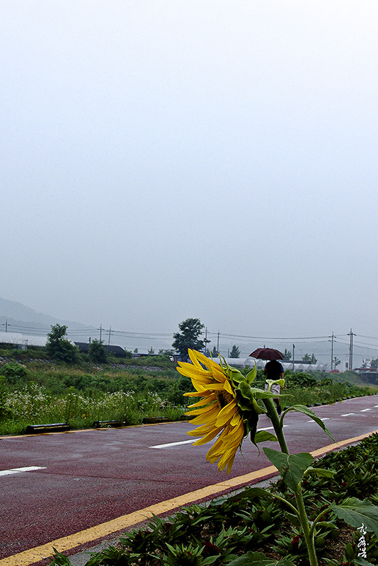 해바라기1806.jpg