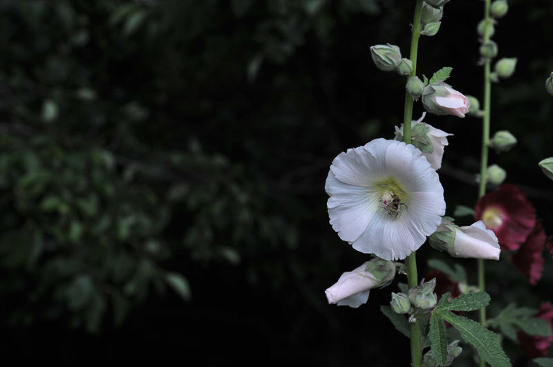 DSC_3265.jpg