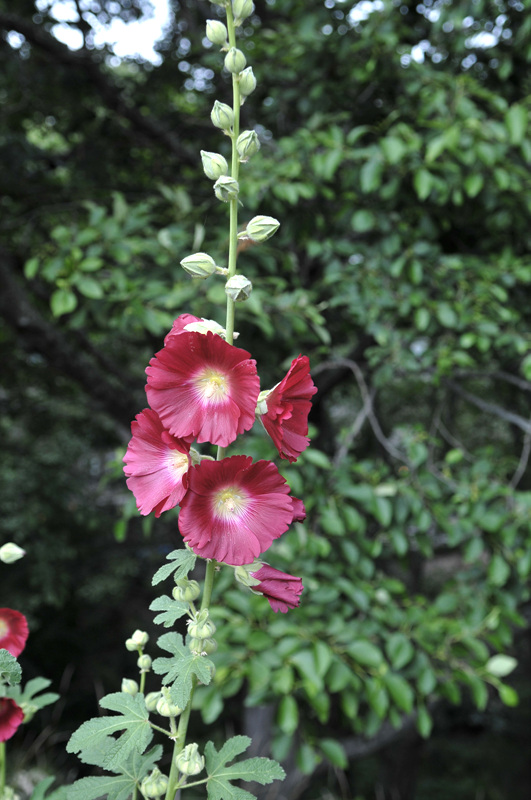 DSC_3272.jpg