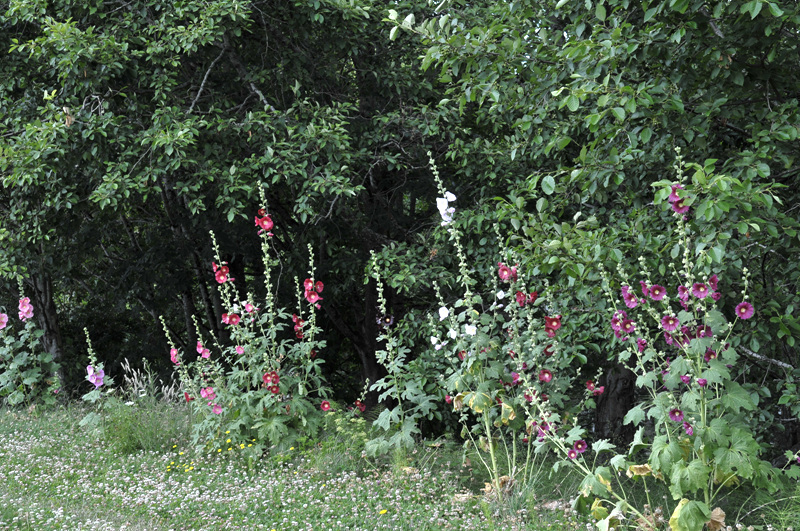DSC_3269.jpg