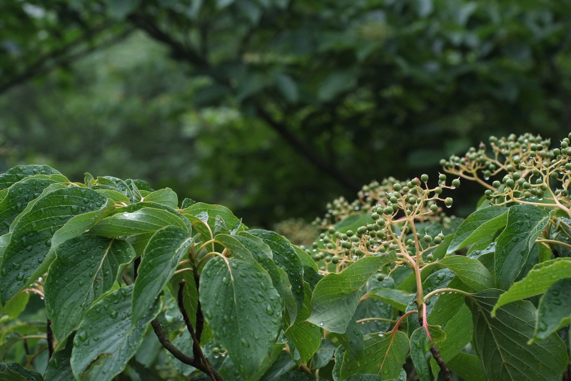 DSCF1261.JPG