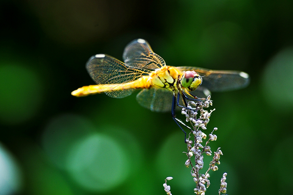 DSC_9396.jpg
